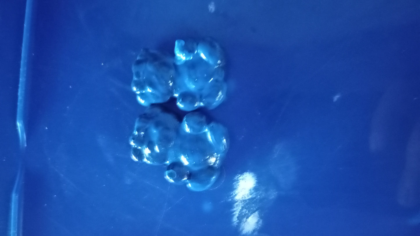 Bears