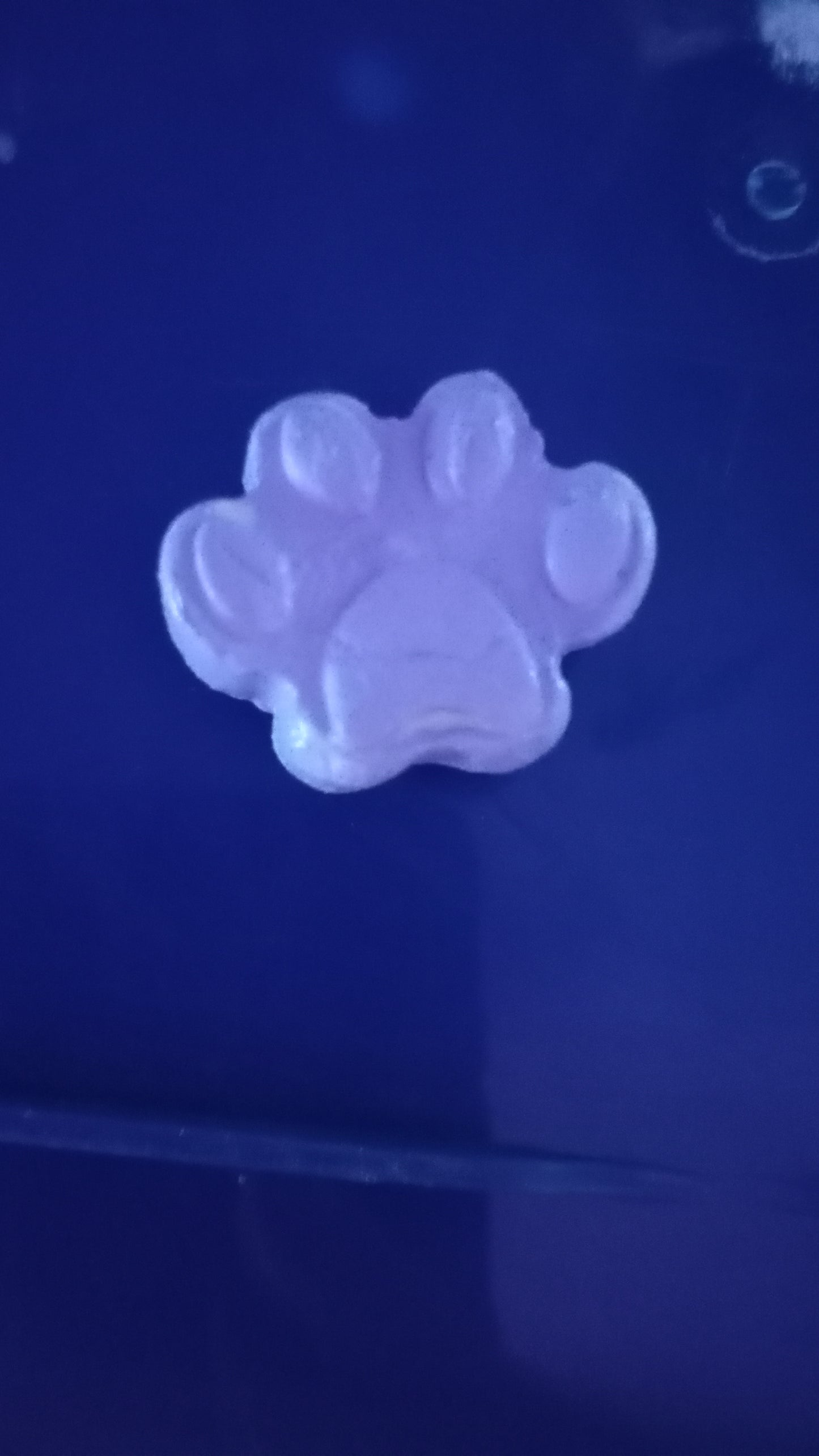 Paws prints